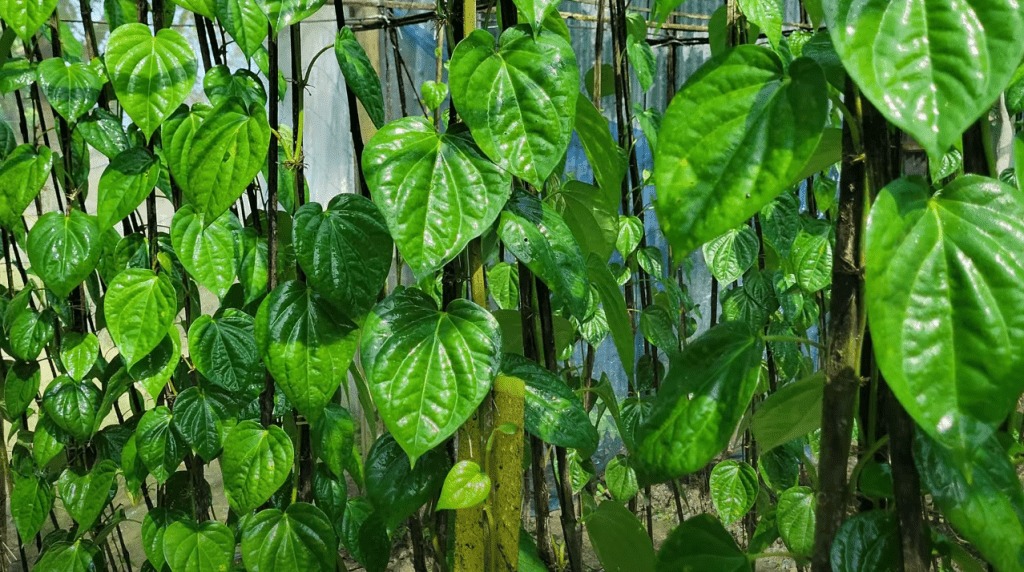 কুমিল্লায় শতবর্ষব্যাপী পানের চাষে চার গ্রামে এসেছে রঙিন সমৃদ্ধি