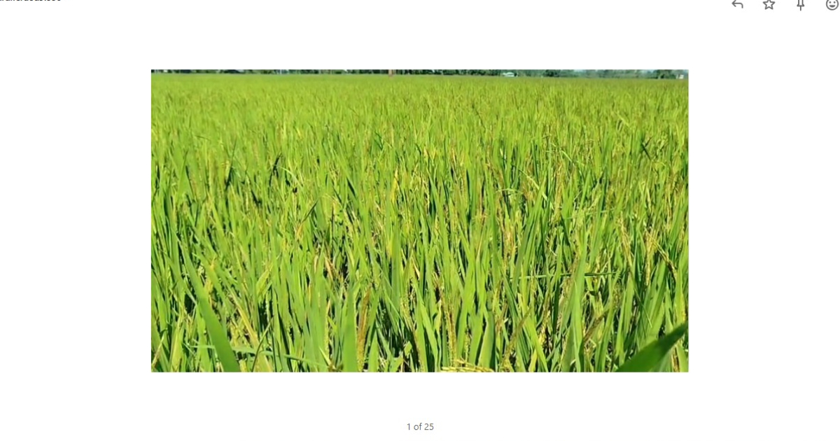 Pest infestation in Lalmonirhat’s aman paddy fields worries farmers