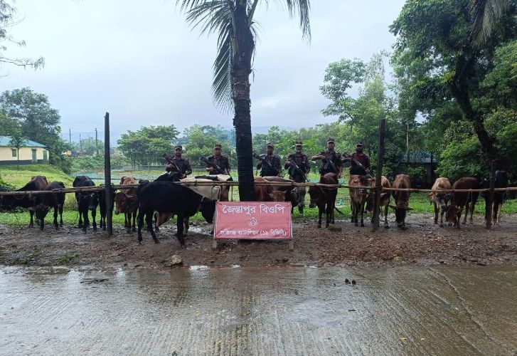 BGB seizes 19 Indian cows, large quantity of cigarettes at Sylhet’s Jaintapur border